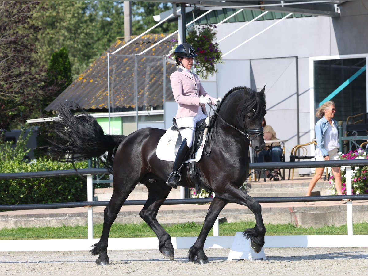 Friesian horses Stallion 5 years 16,2 hh Black in Harlingen