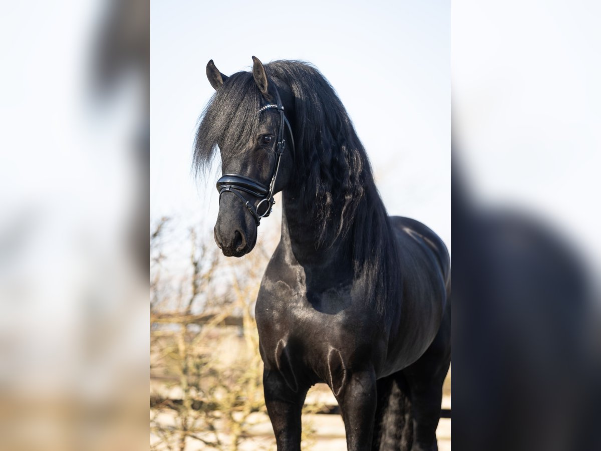 Friesian horses Stallion 5 years 16,2 hh Black in Harlingen