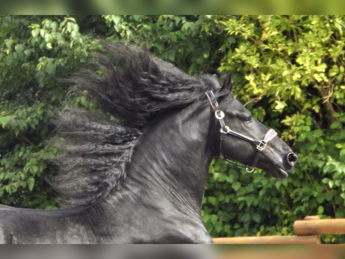 Friesian horses Stallion 5 years 16,2 hh Black in Ochtendung