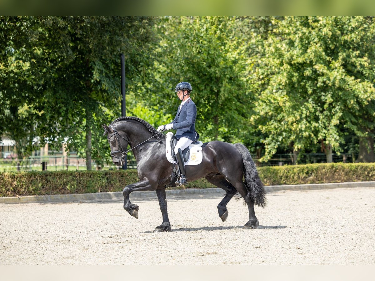 Friesian horses Stallion 5 years 16,2 hh in Waverveen