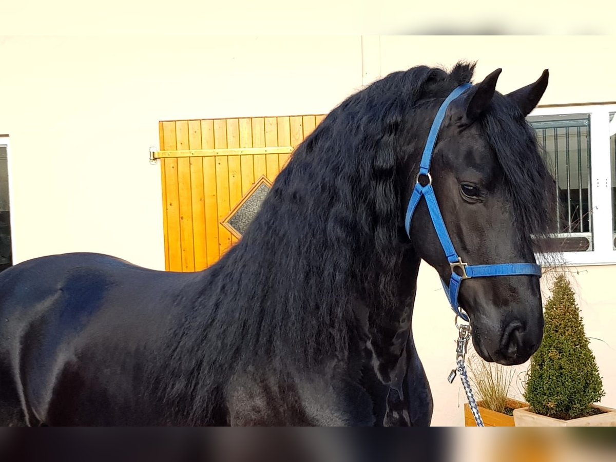 Friesian horses Stallion 5 years 16 hh Black in Ochtendung