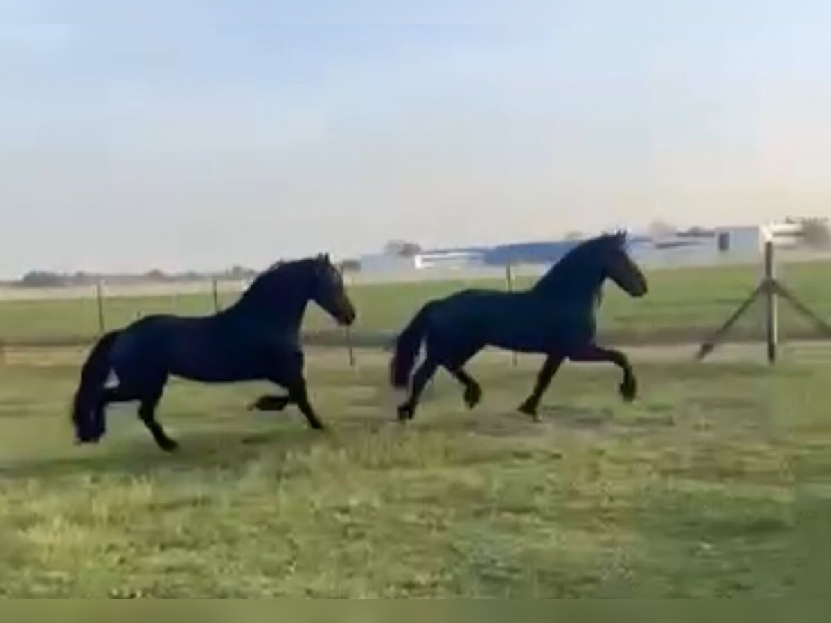 Friesian horses Stallion 6 years 15,3 hh Black in Rechnitz