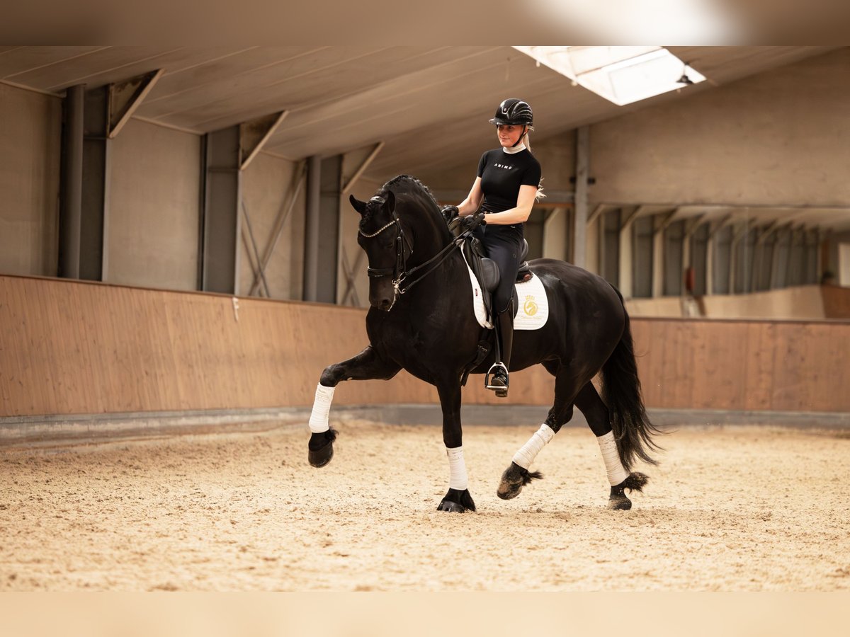 Friesian horses Stallion 6 years 16,2 hh Black in Aalsmeer