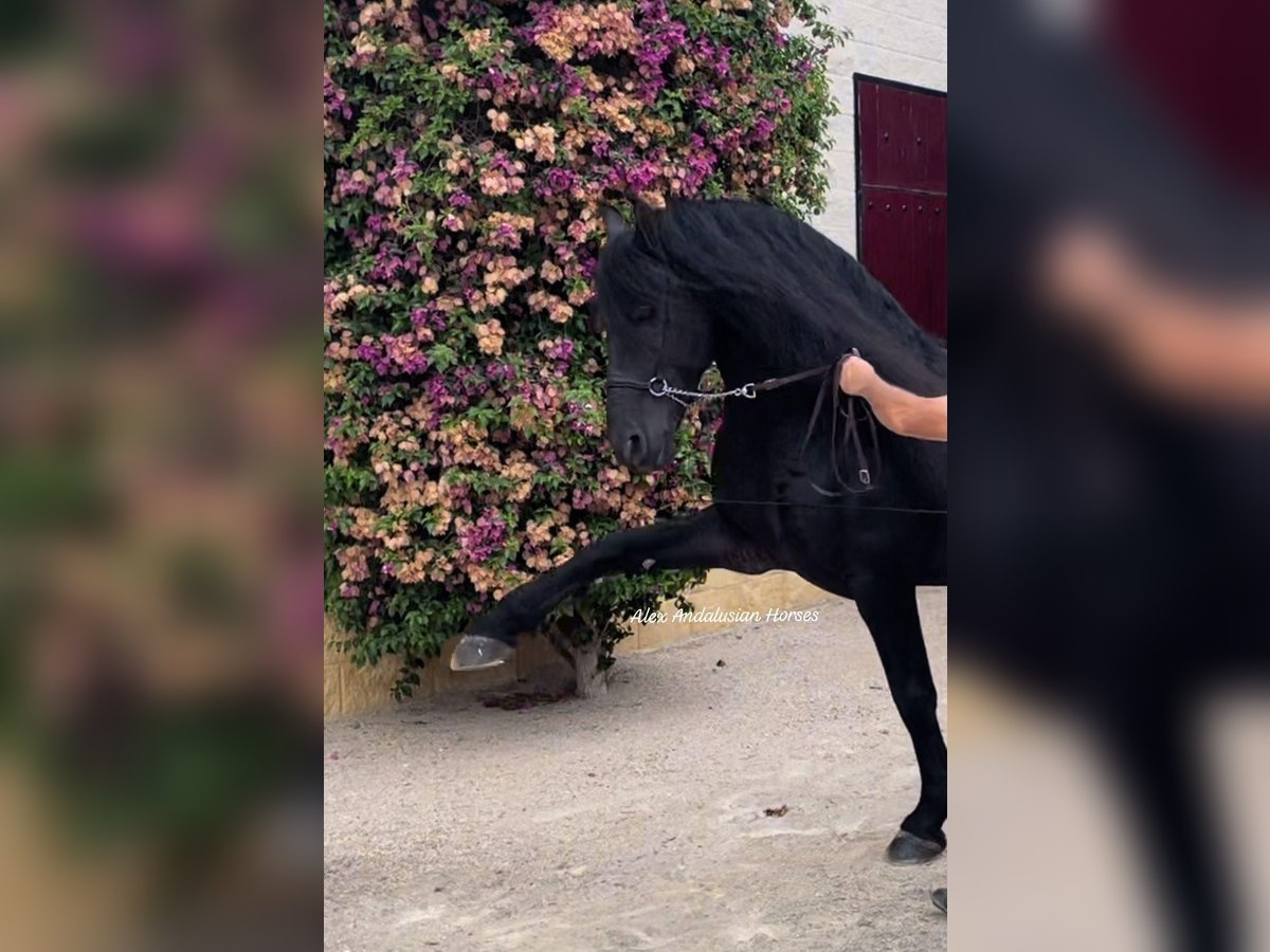 Friesian horses Stallion 7 years 16 hh Black in Sevilla