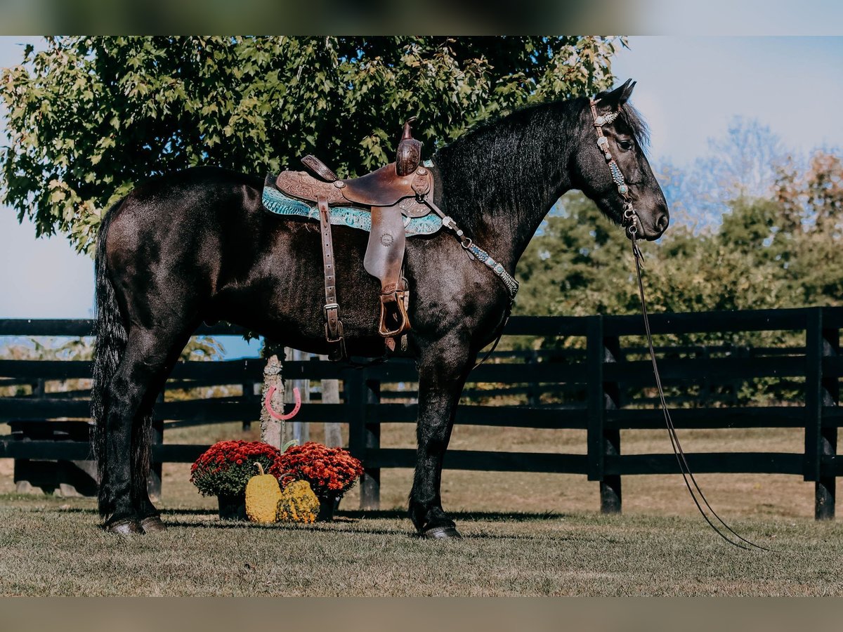 Friesian horses Stallion 7 years 17 hh Black in Totton