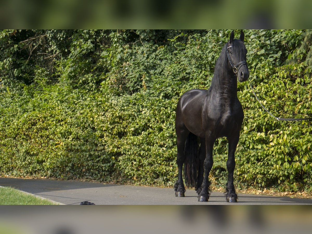 Friesian horses Stallion 7 years Black in Berschweiler bei Kirn