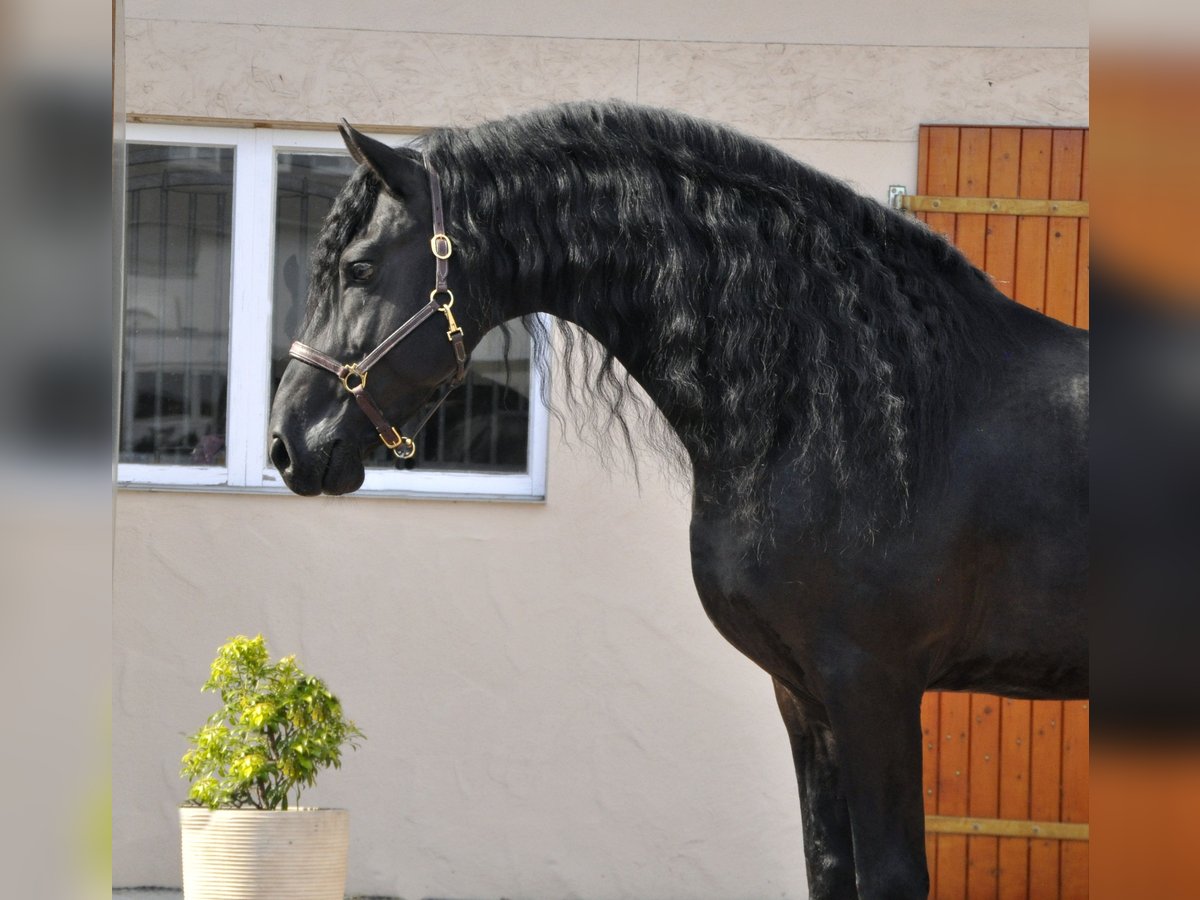 Friesian horses Stallion 8 years 16,1 hh Black in Ochtendung