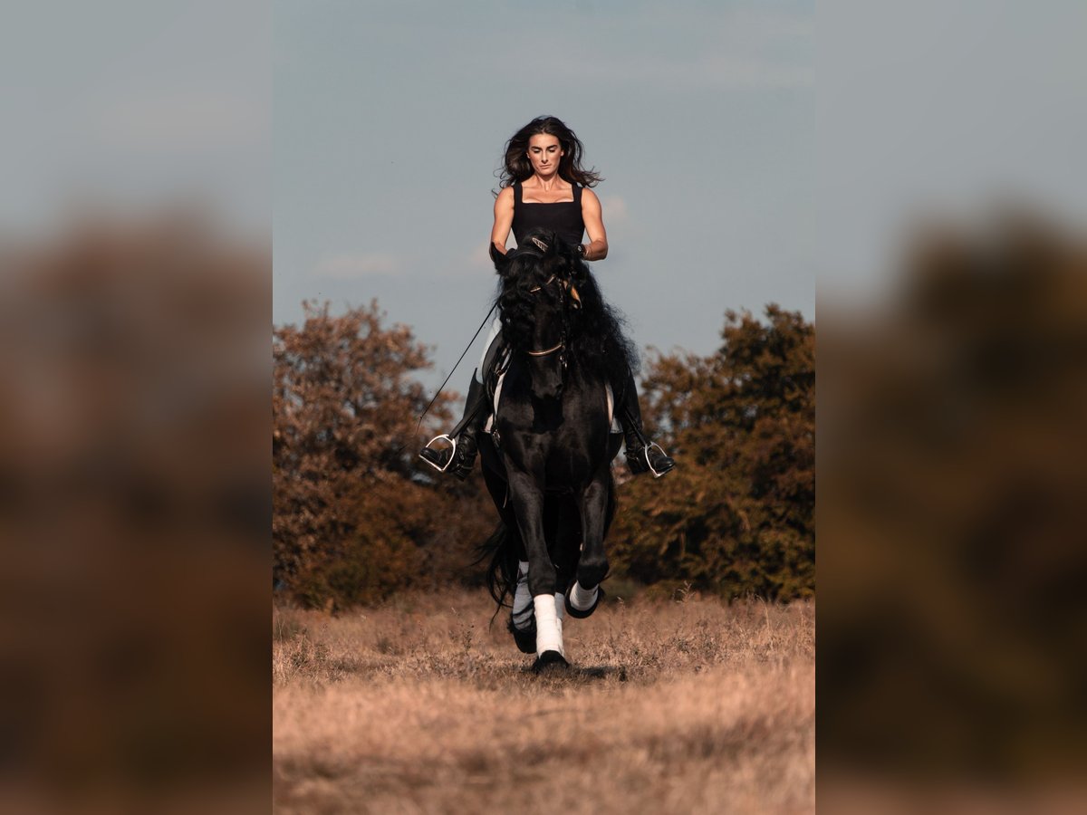 Friesian horses Stallion 8 years 16,3 hh Smoky-Black in Boccaleone