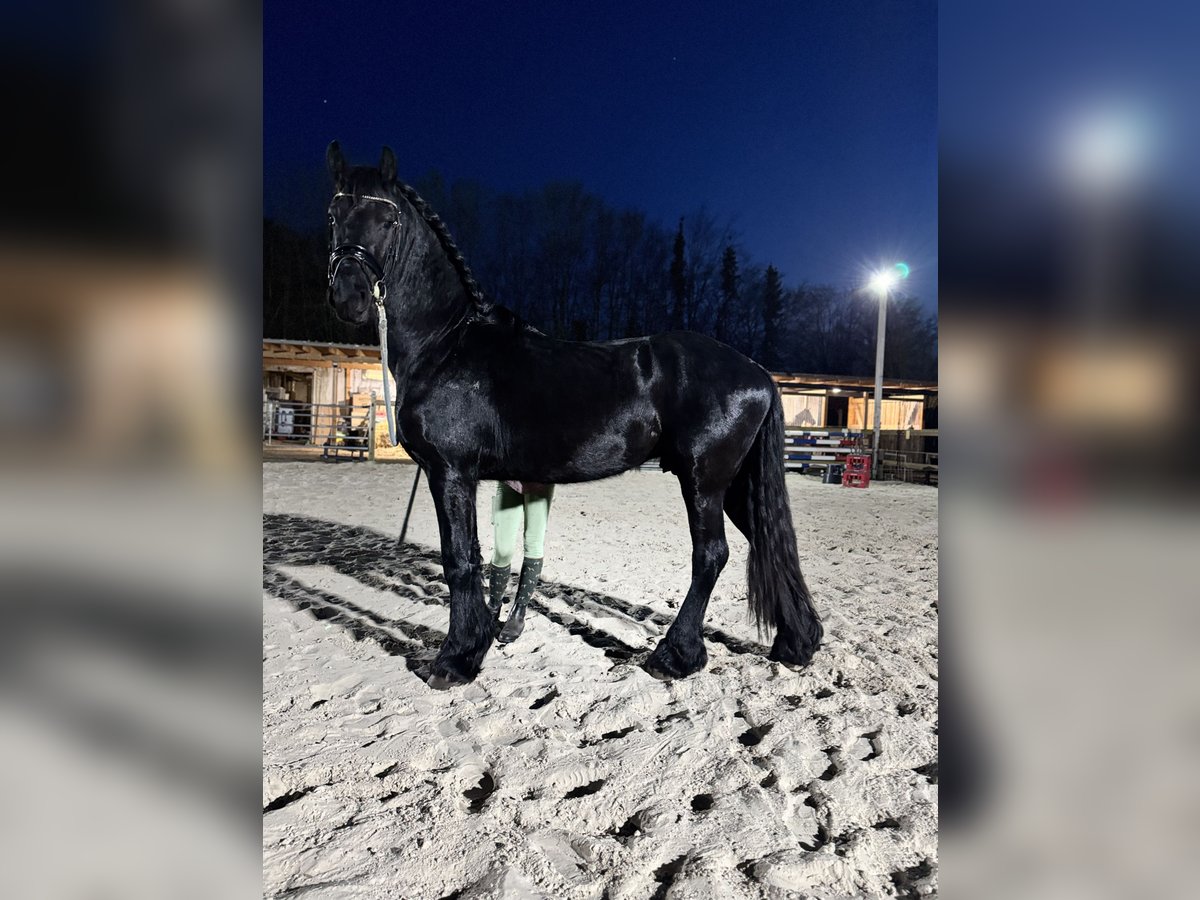 Friesian horses Stallion Black in Halle