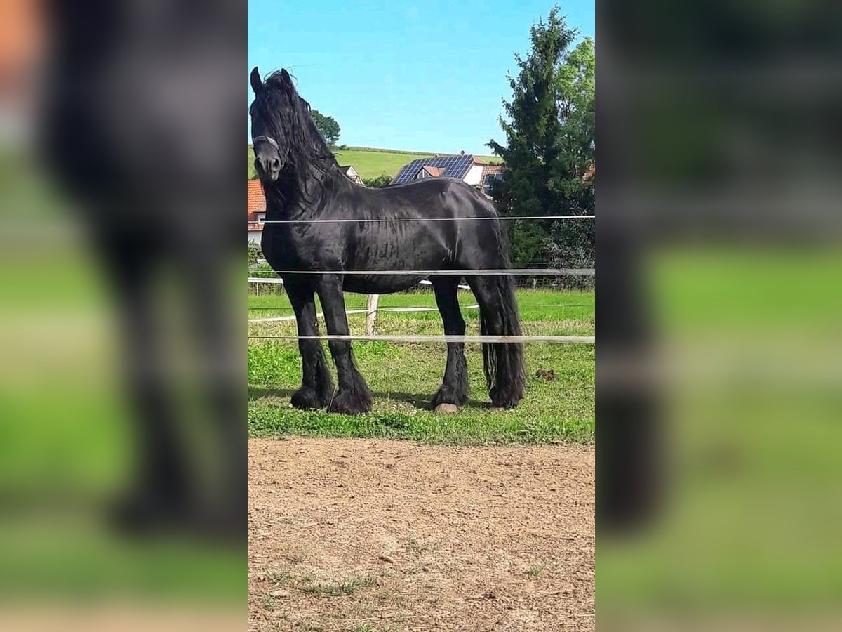 Friesian horses Stallion Black in Sontra