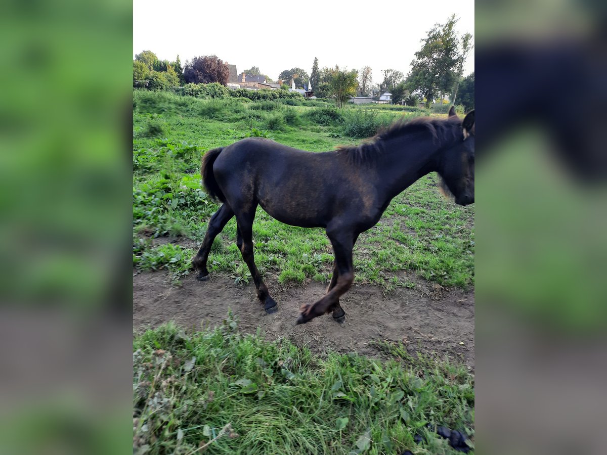 Friesian horses Stallion Foal (01/2024) 15,2 hh in Prenzlau