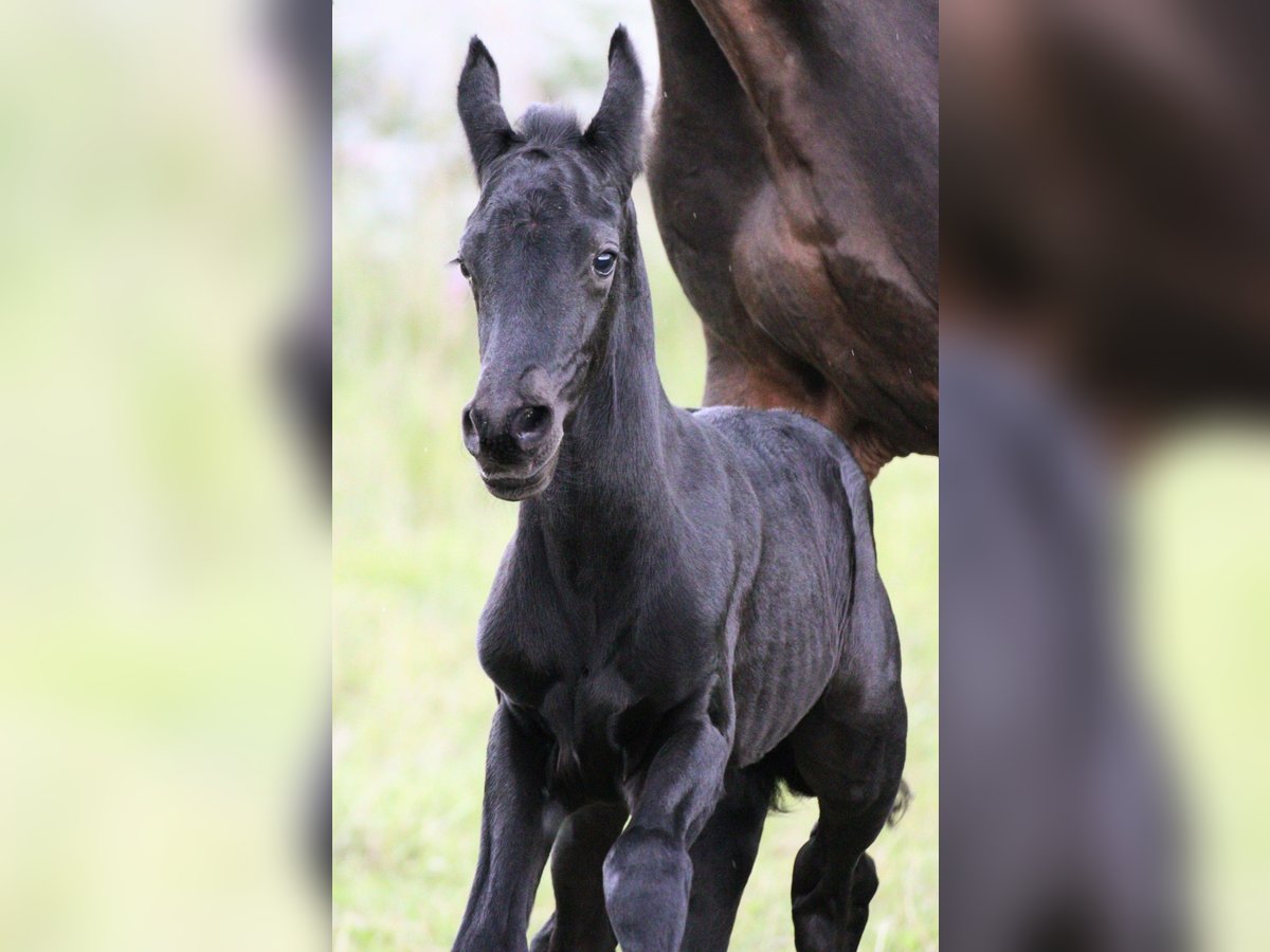 Friesian horses Mix Stallion  15,2 hh Black in Scheibenberg