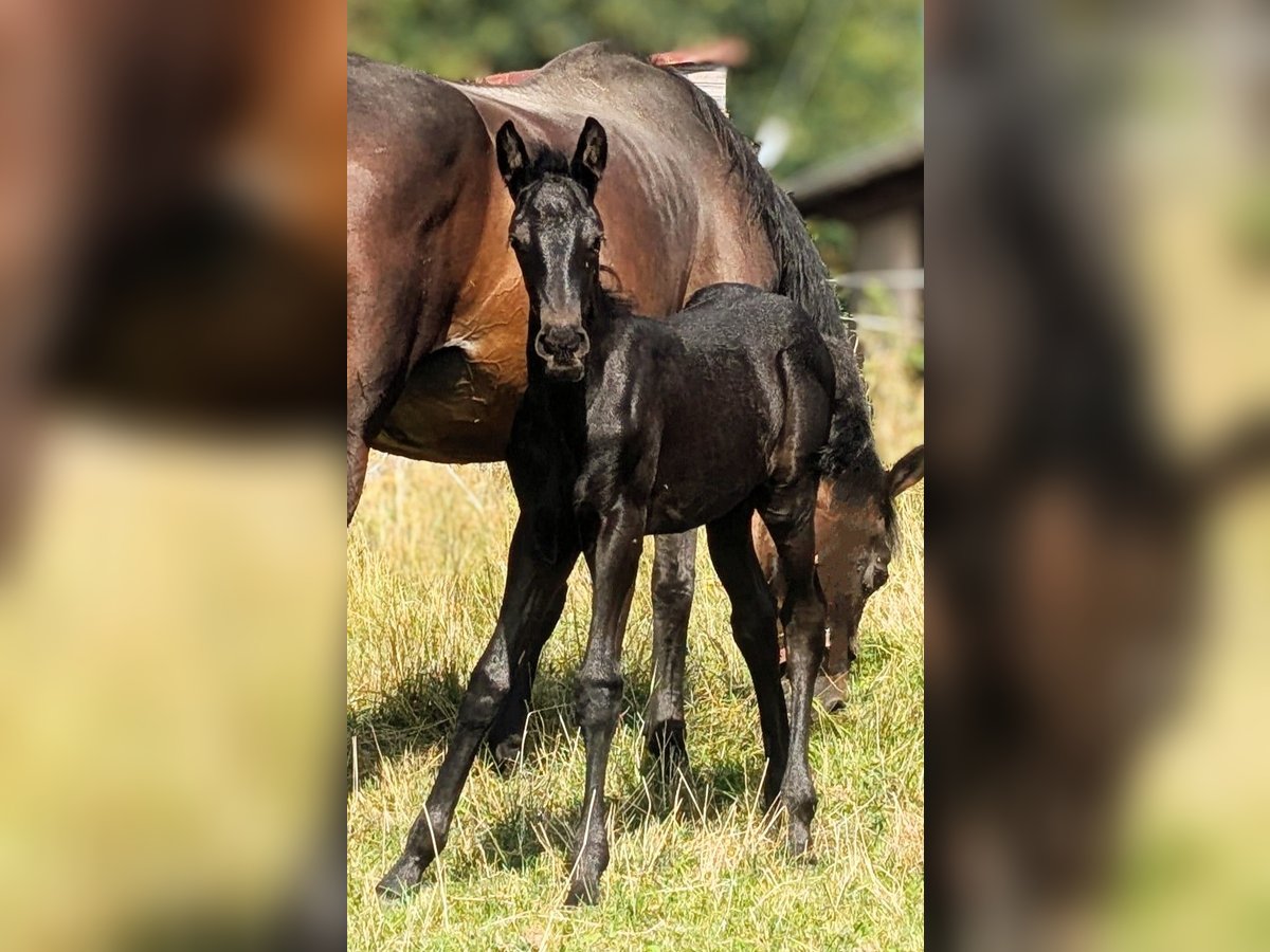 Friesian horses Mix Stallion Foal (07/2025) 15,3 hh Black in Scheibenberg