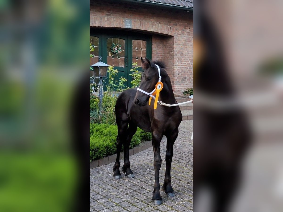 Friesian horses Stallion Foal (03/2023) 16,1 hh Black in Schwalmtal