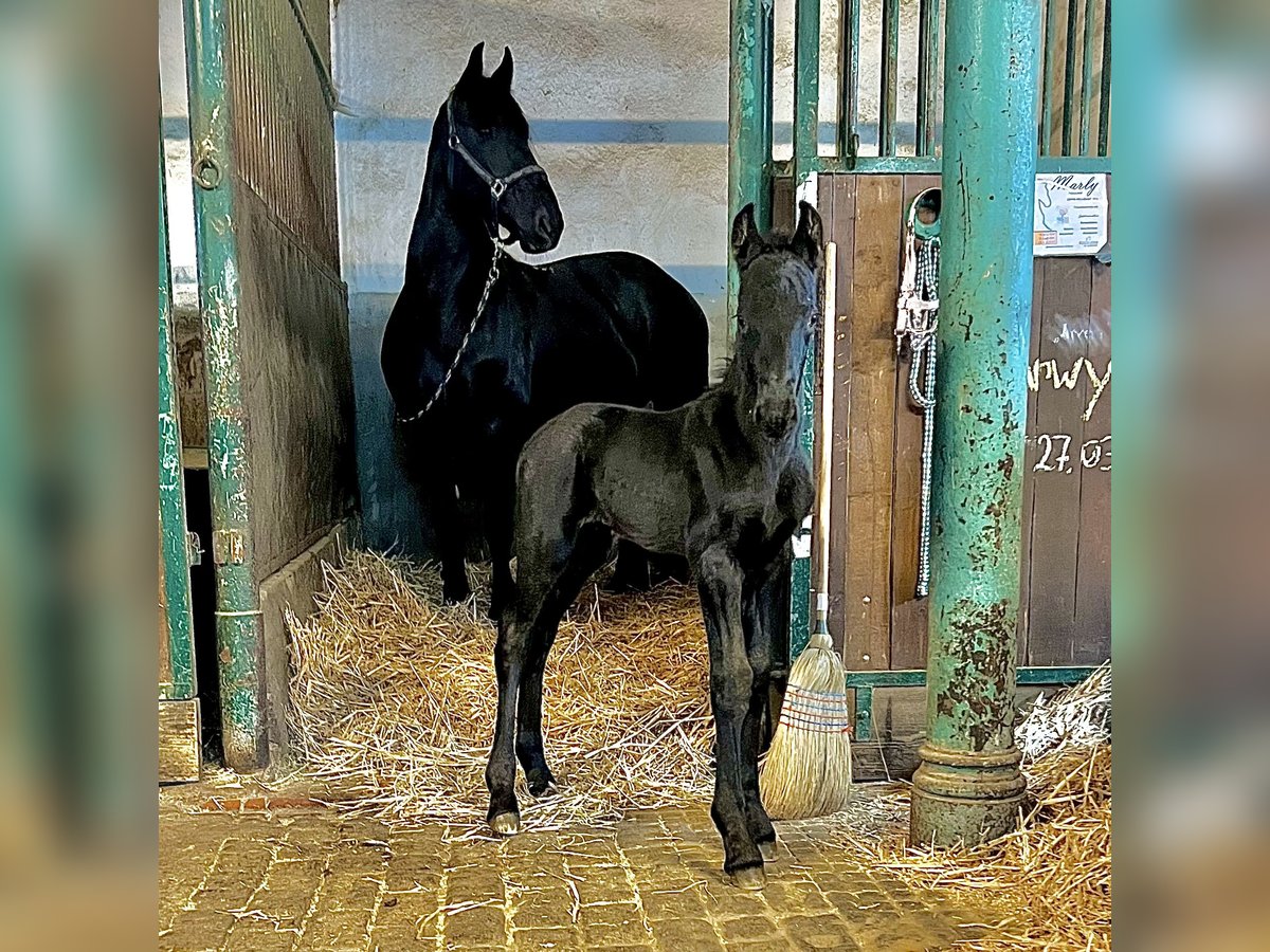 Friesian horses Stallion Foal (03/2024) 9,2 hh Black in Alzenau in Unterfranken