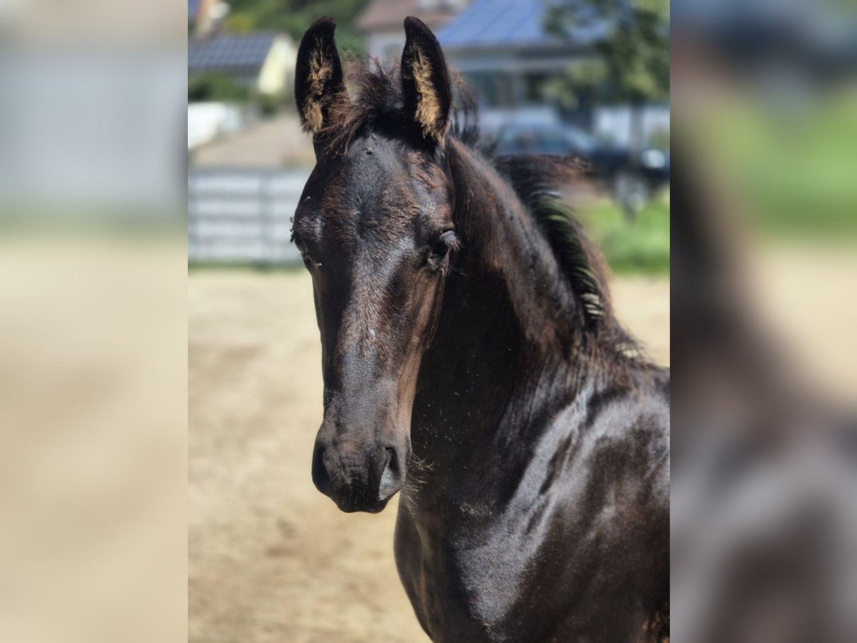 Friesian horses Stallion Foal (05/2025) Black in Burgheim