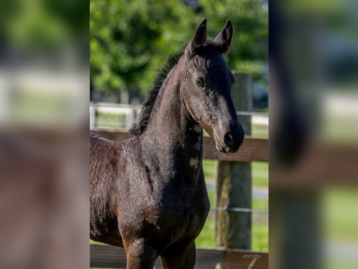Friesian horses Stallion Black in Marl Friesian horses Stallion Black in Marl
