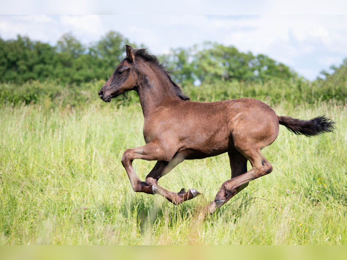 Friesian horses Stallion Foal (03/2025) Black in La Motte Feuilly