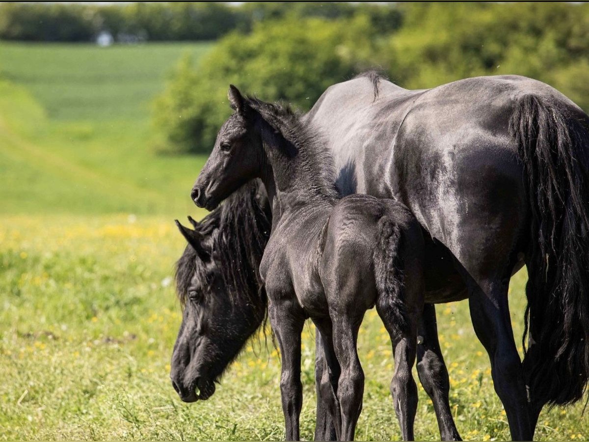 Friesian horses Stallion  in Bruchstedt