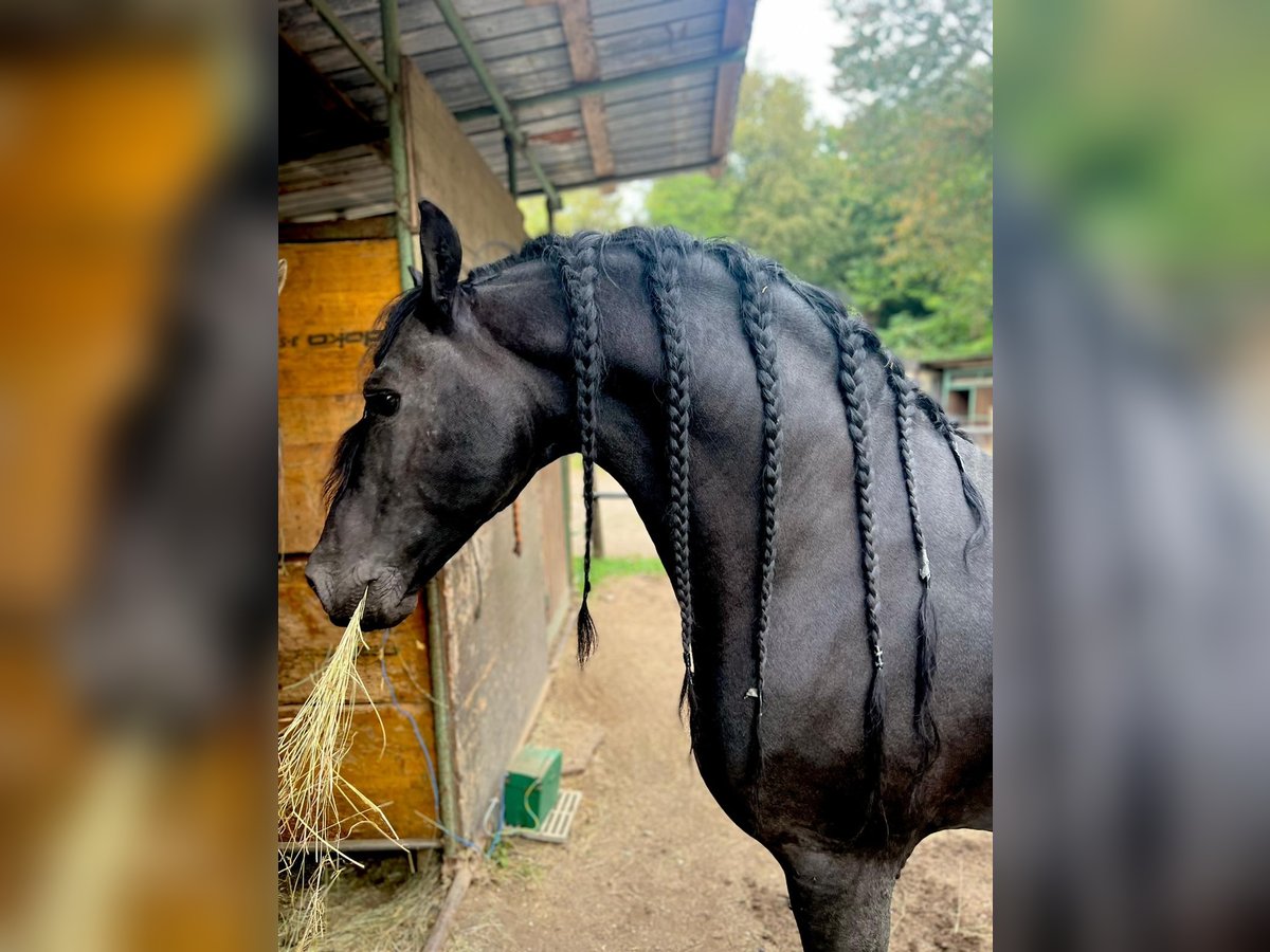 Frison Étalon 12 Ans 161 cm Noir in Oggiona Con Santo Stefano