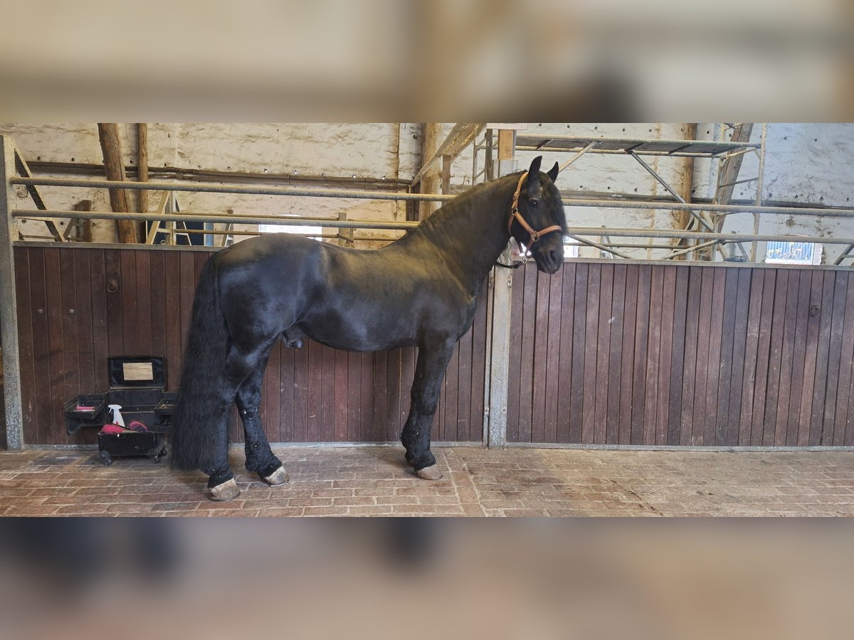 Frison Étalon 13 Ans 164 cm Noir in Fr&#xF6;ndenberg