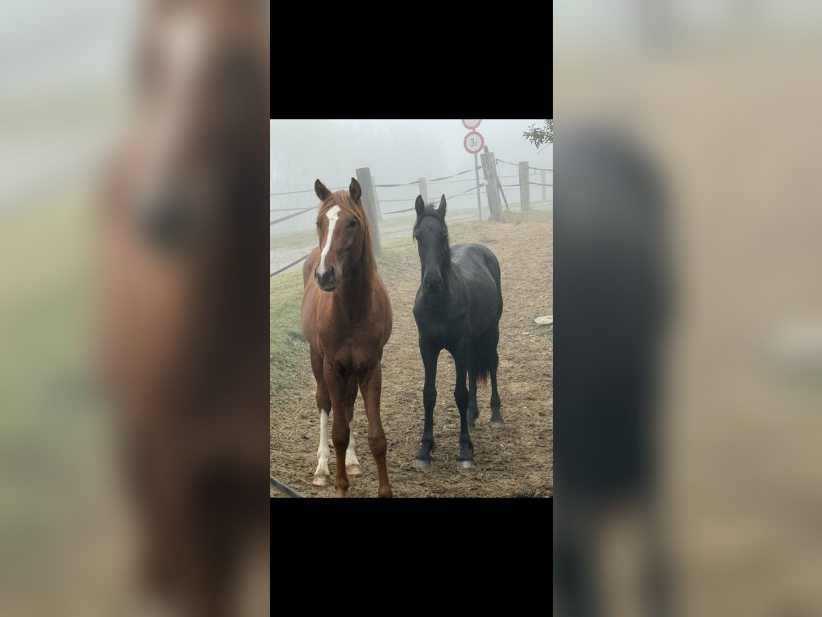 Frison Étalon 1 Année 148 cm Noir in Kottingbrunn