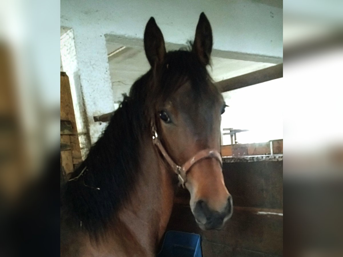 Frison Croisé Étalon 1 Année 153 cm Bai in Scheibenberg