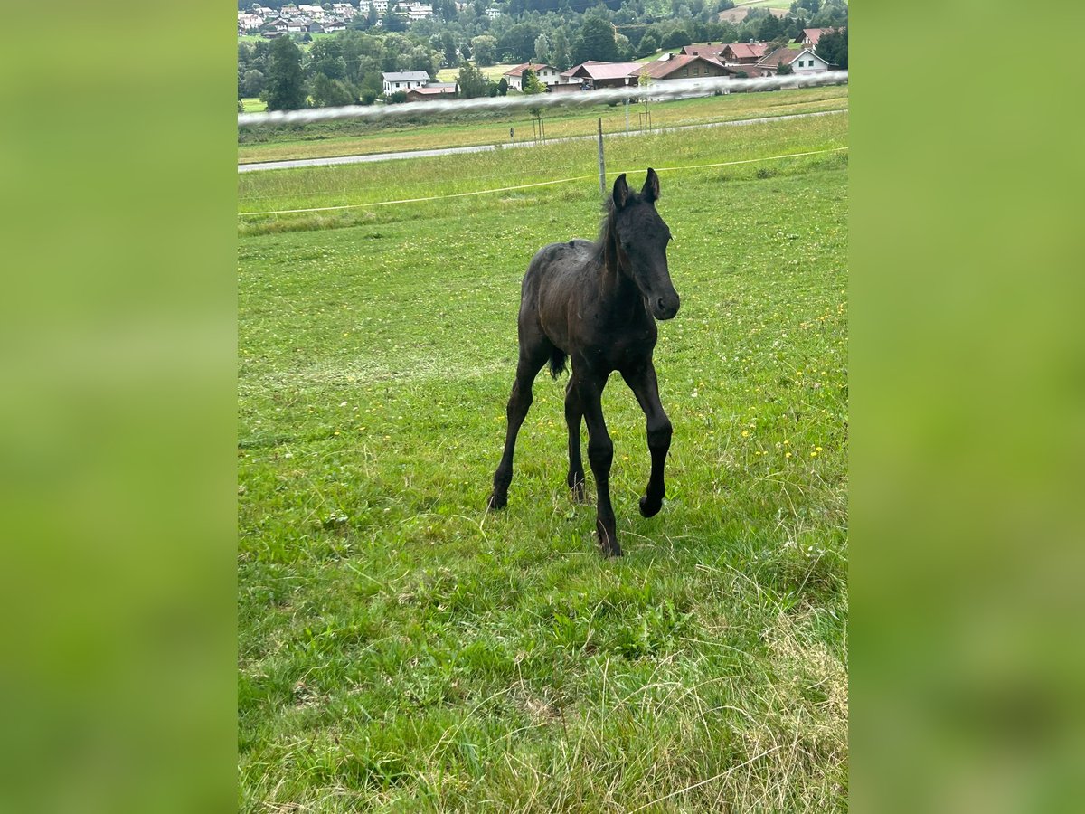 Frison Croisé Étalon 1 Année 160 cm Noir in Arrach