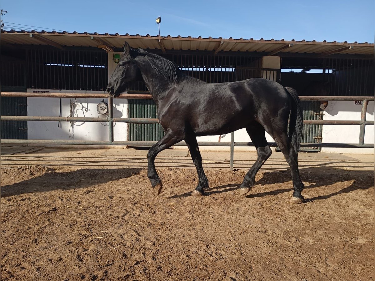 Frison Étalon 1 Année 167 cm Noir in Marbella