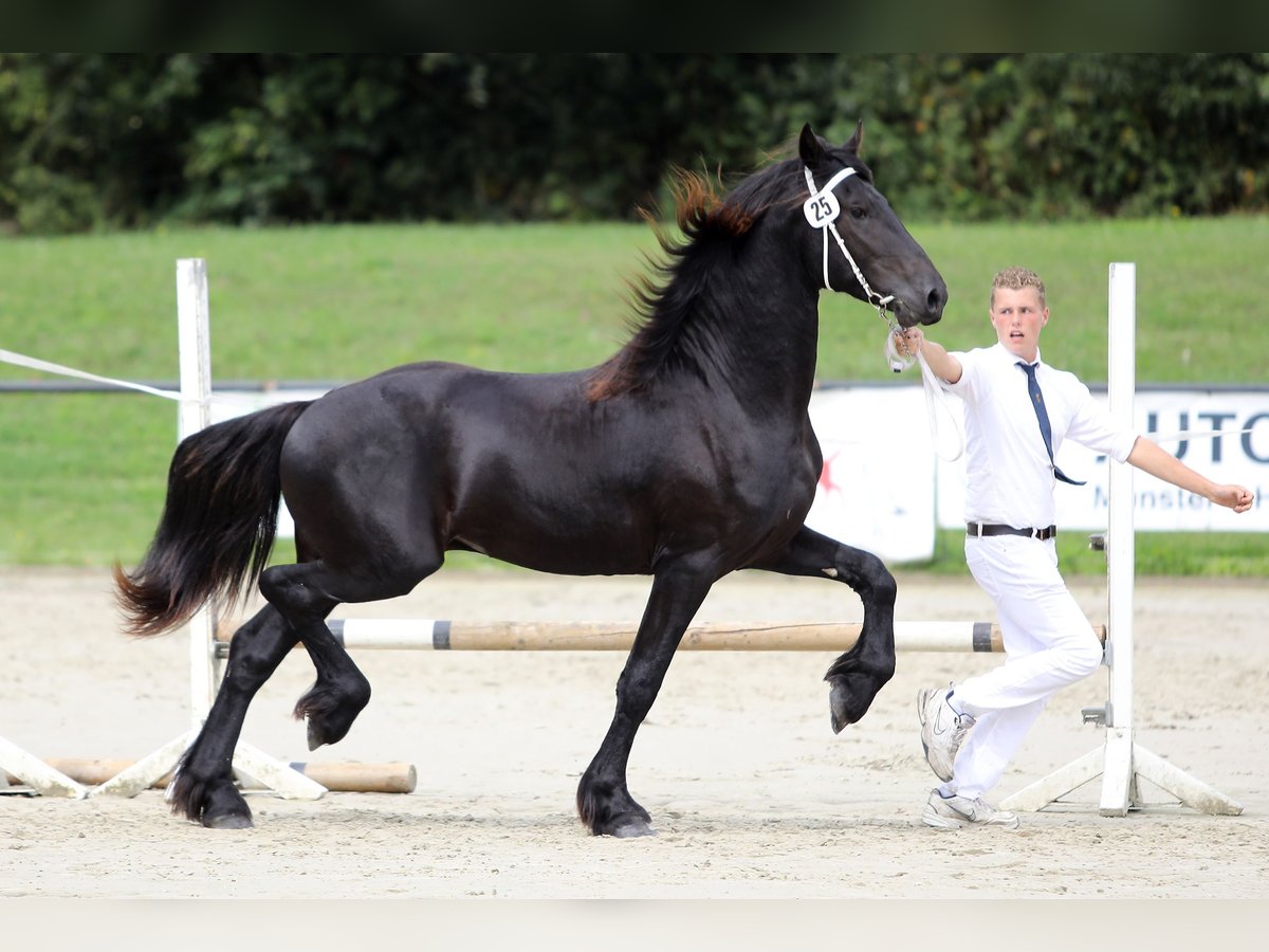 Frison Étalon 2 Ans 168 cm Noir in Lippetal