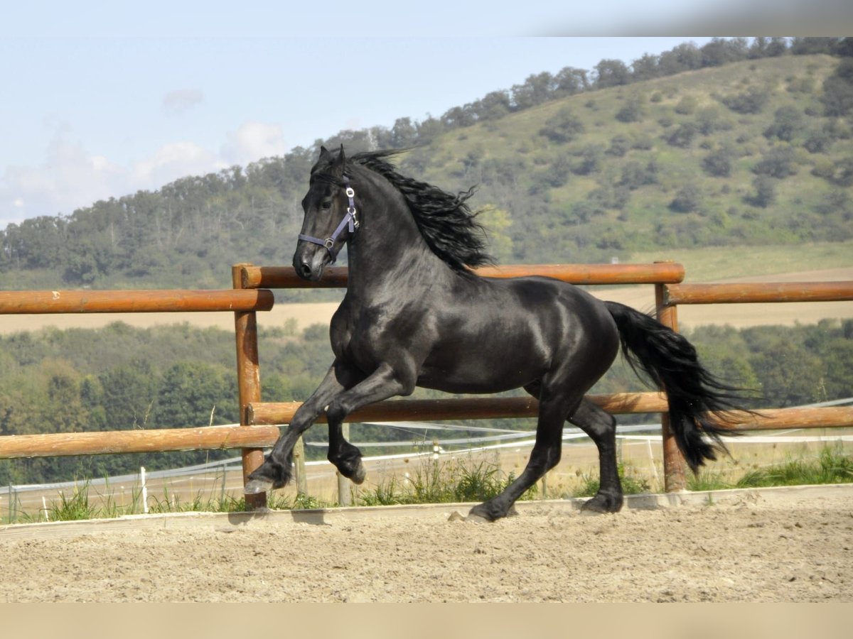 Frison Étalon 3 Ans 163 cm Noir in Ochtendung