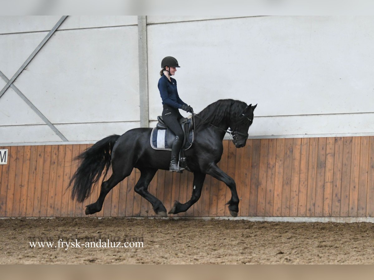 Frison Étalon 3 Ans 163 cm Noir in Mijnsheerenland