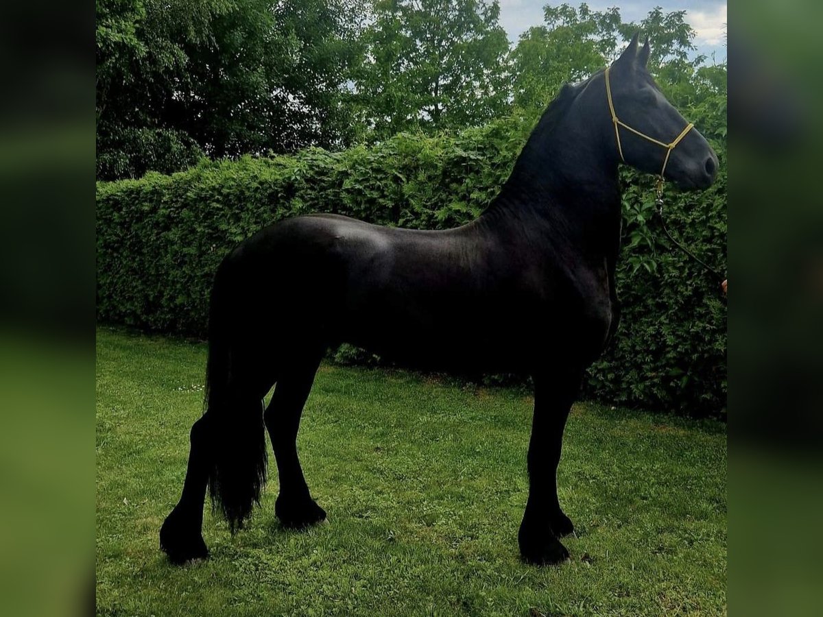 Frison Étalon 3 Ans 165 cm Noir in Videm pri Ptuju