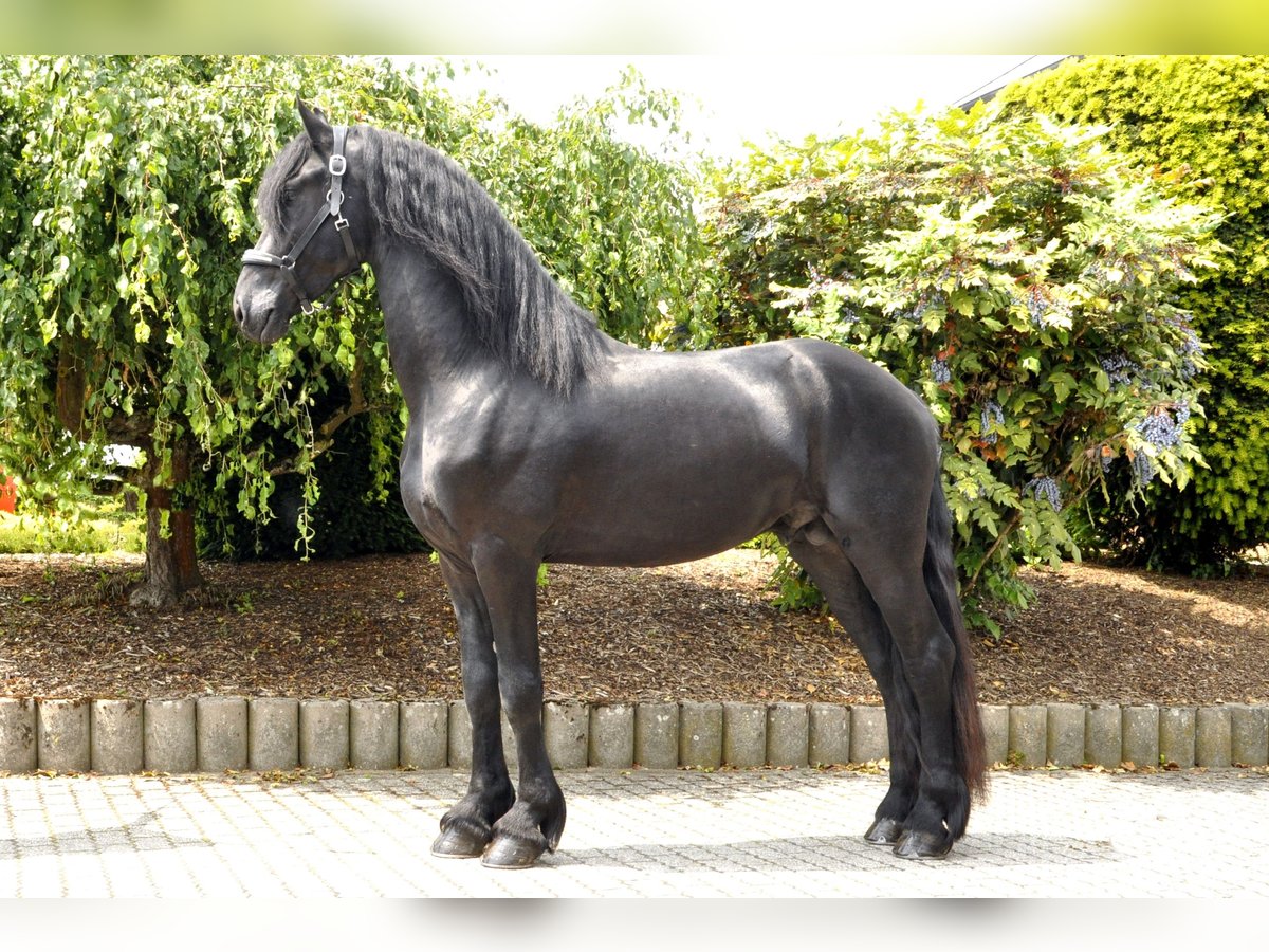 Frison Étalon 3 Ans 166 cm Noir in Ochtendung