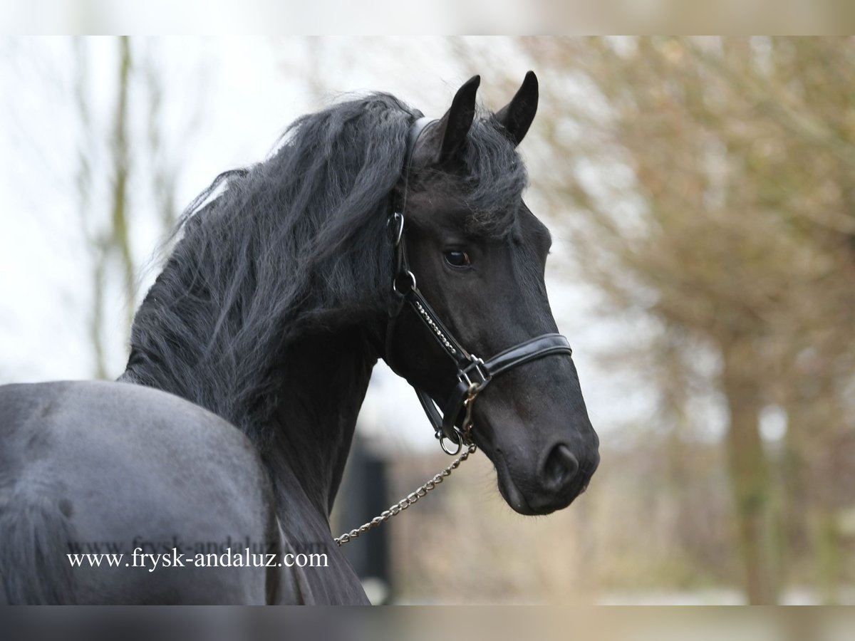 Frison Étalon 3 Ans 166 cm Noir in Mijnsheerenland