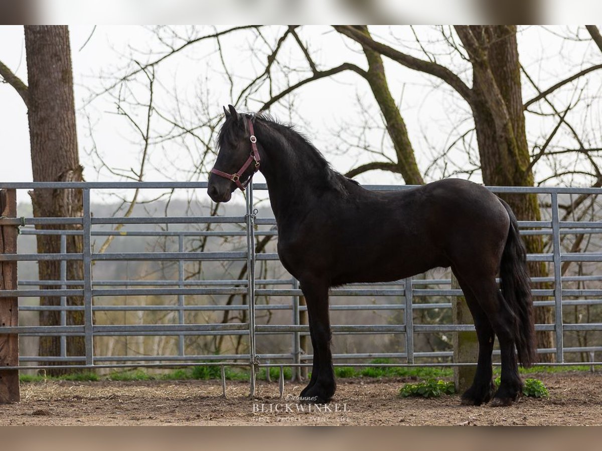 Frison Étalon 3 Ans Noir in Sch&#xF6;llnach