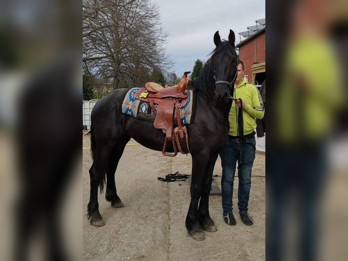 Frison Étalon 4 Ans 167 cm Noir in Kevelaer