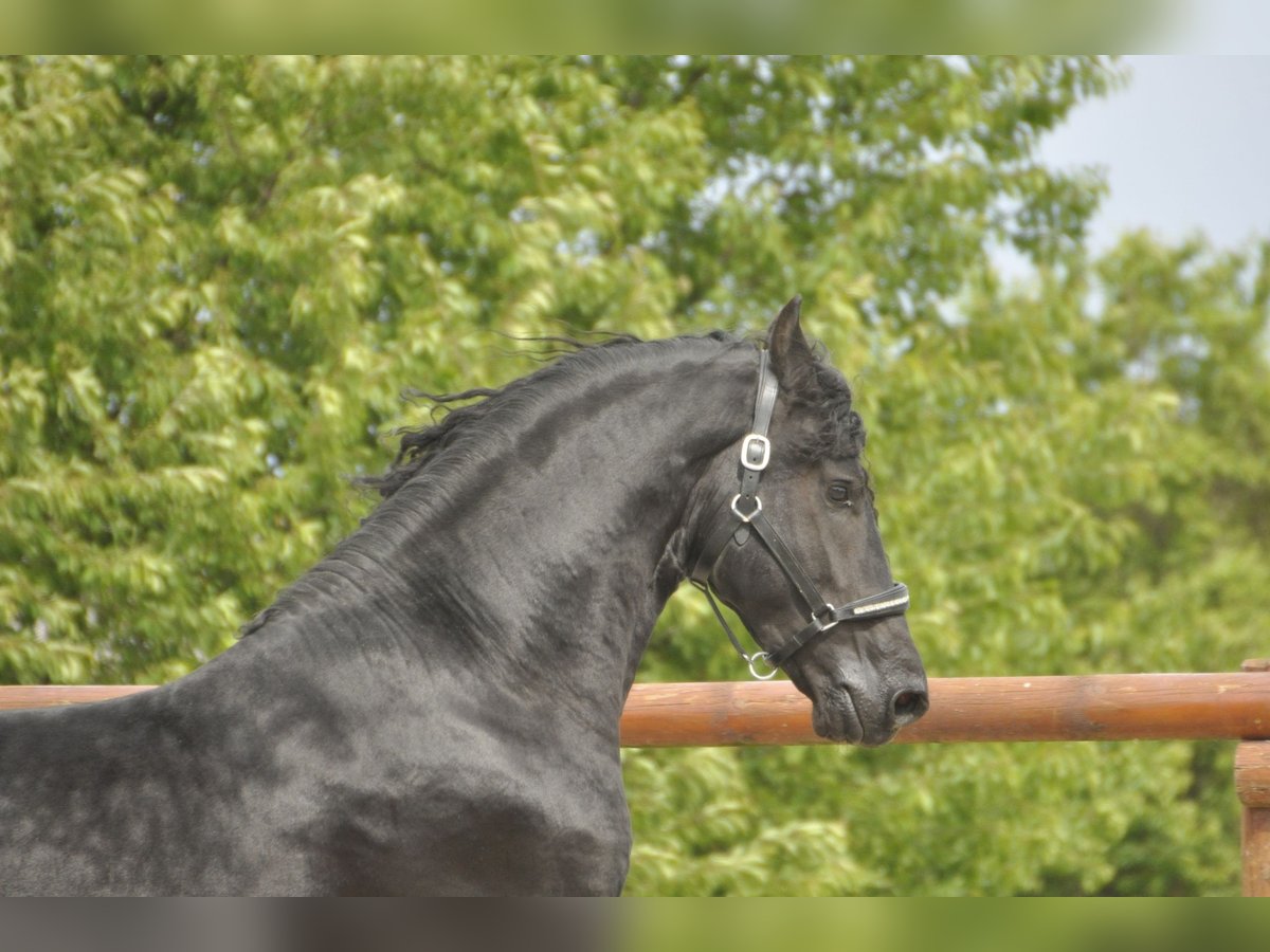 Frison Étalon 4 Ans 168 cm Noir in Ochtendung