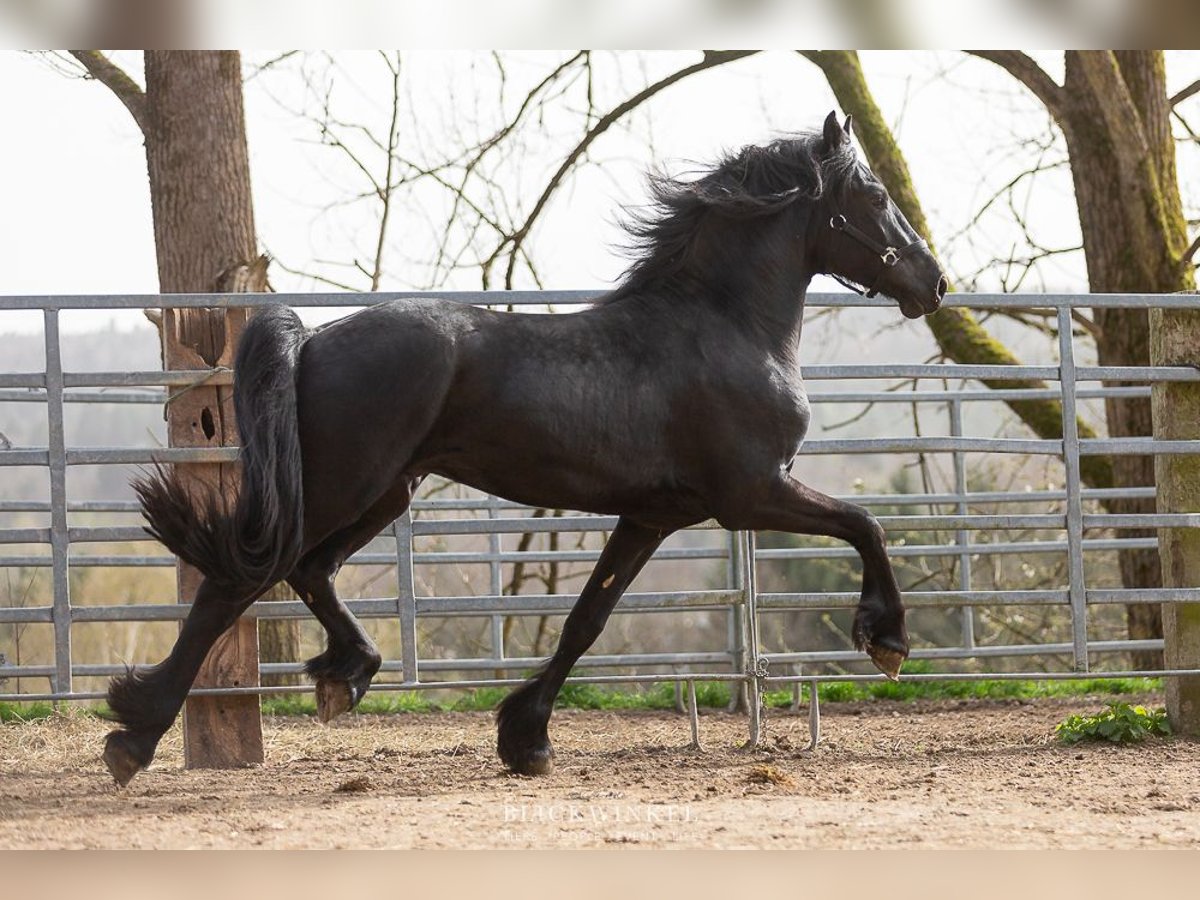 Frison Étalon 4 Ans Noir in Schöllnach