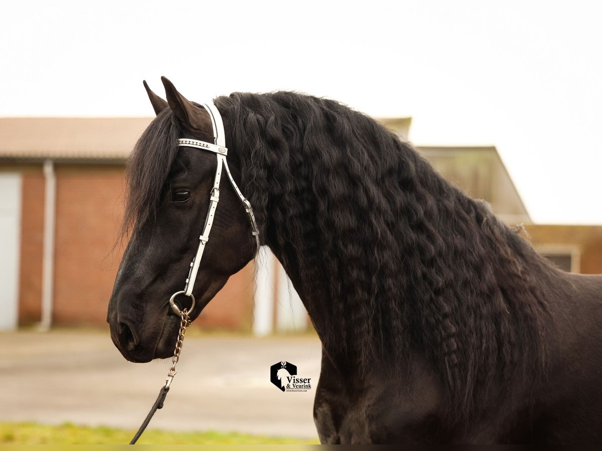 Frison Étalon 5 Ans 163 cm in Drachten