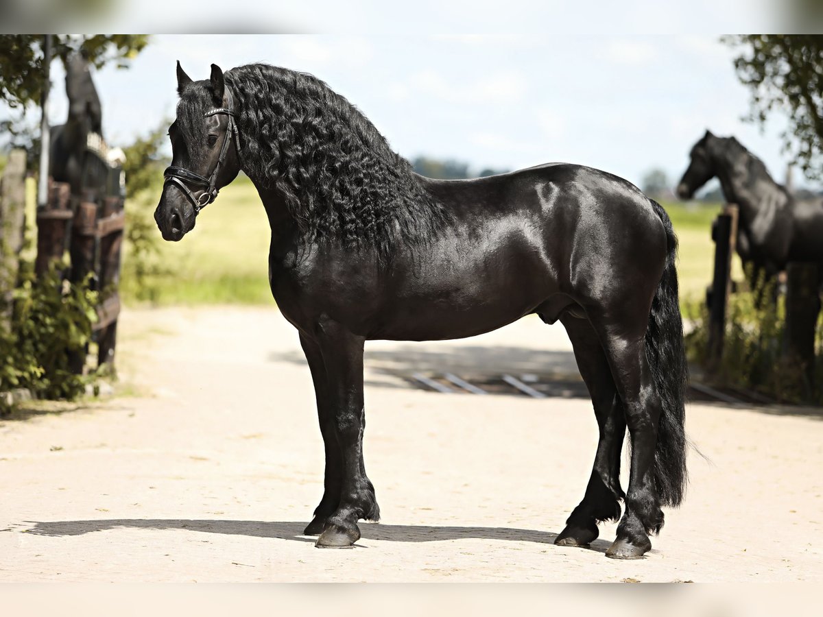 Frison Étalon 5 Ans 165 cm Noir in Britswert