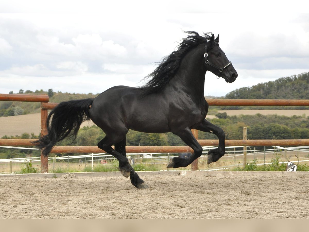 Frison Étalon 5 Ans 165 cm Noir in Ochtendung