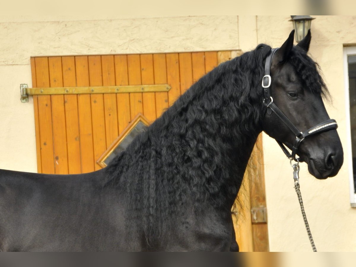 Frison Étalon 5 Ans 165 cm Noir in Ochtendung