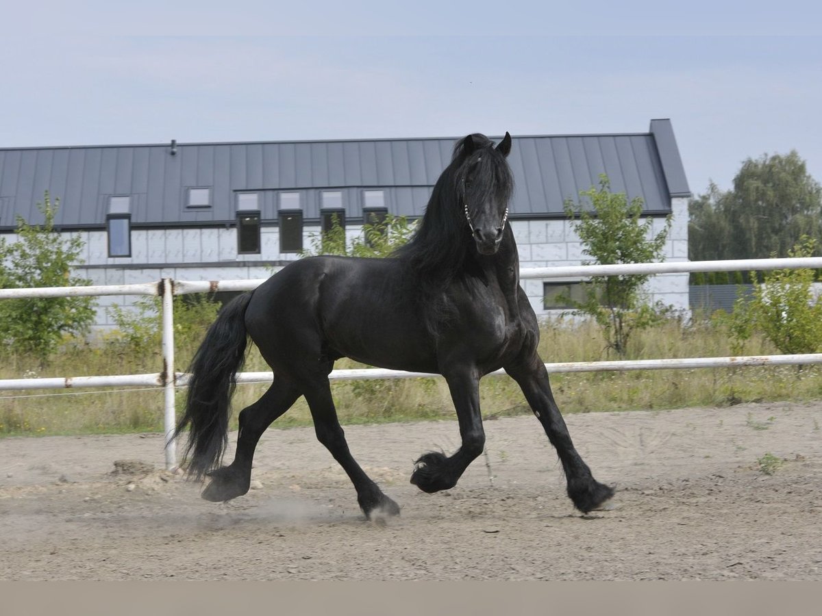 Frison Étalon 6 Ans 165 cm Noir in Lodz Frison Étalon 6 Ans 165 cm Noir in Lodz