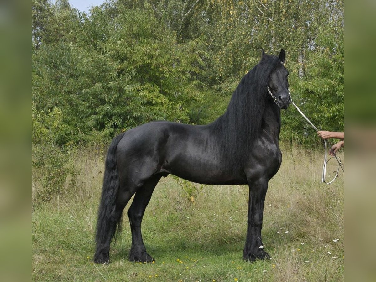 Frison Étalon 6 Ans 165 cm Noir in Lodz
