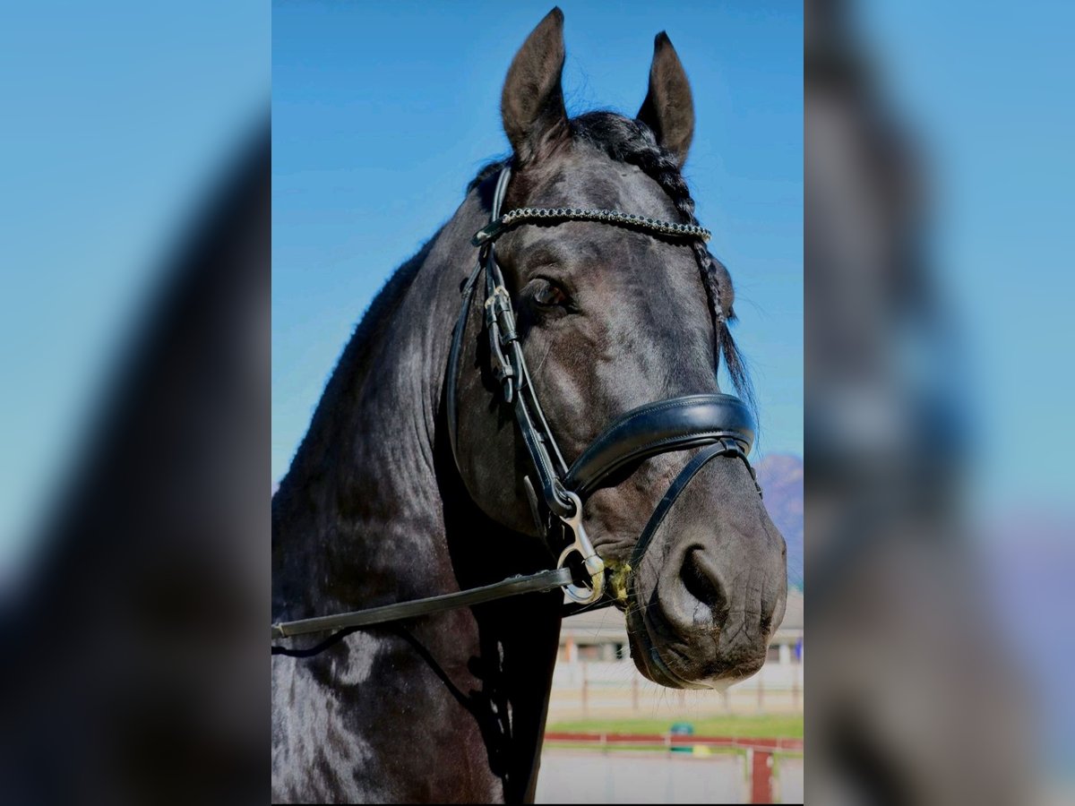 Frison Étalon 6 Ans 169 cm Noir in Reggio Emilia