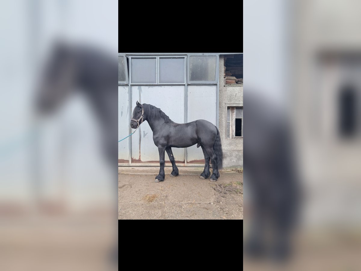 Frison Étalon 7 Ans 163 cm Noir in Courfaivre