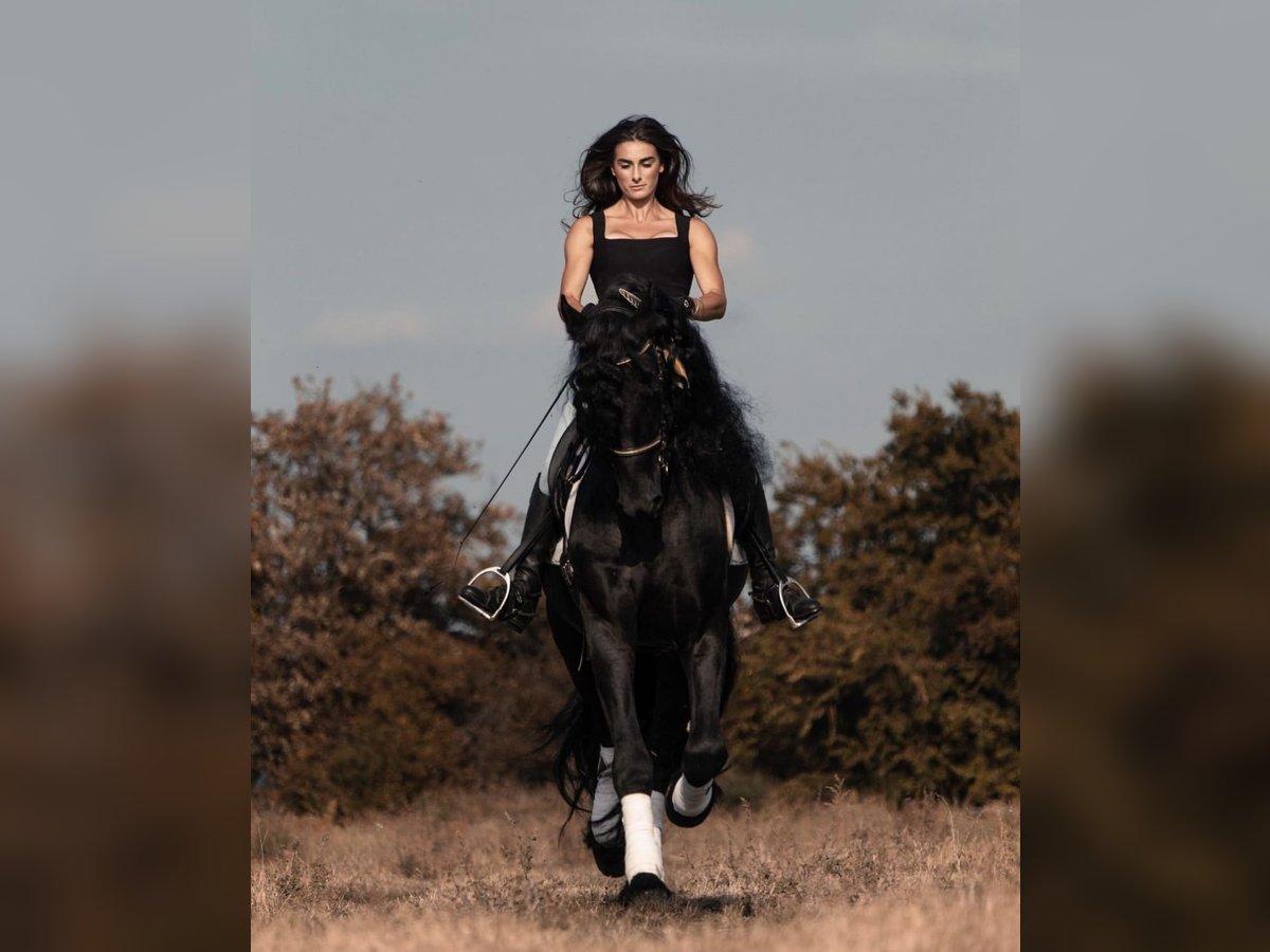 Frison Étalon 7 Ans 172 cm Noir in Boccaleone