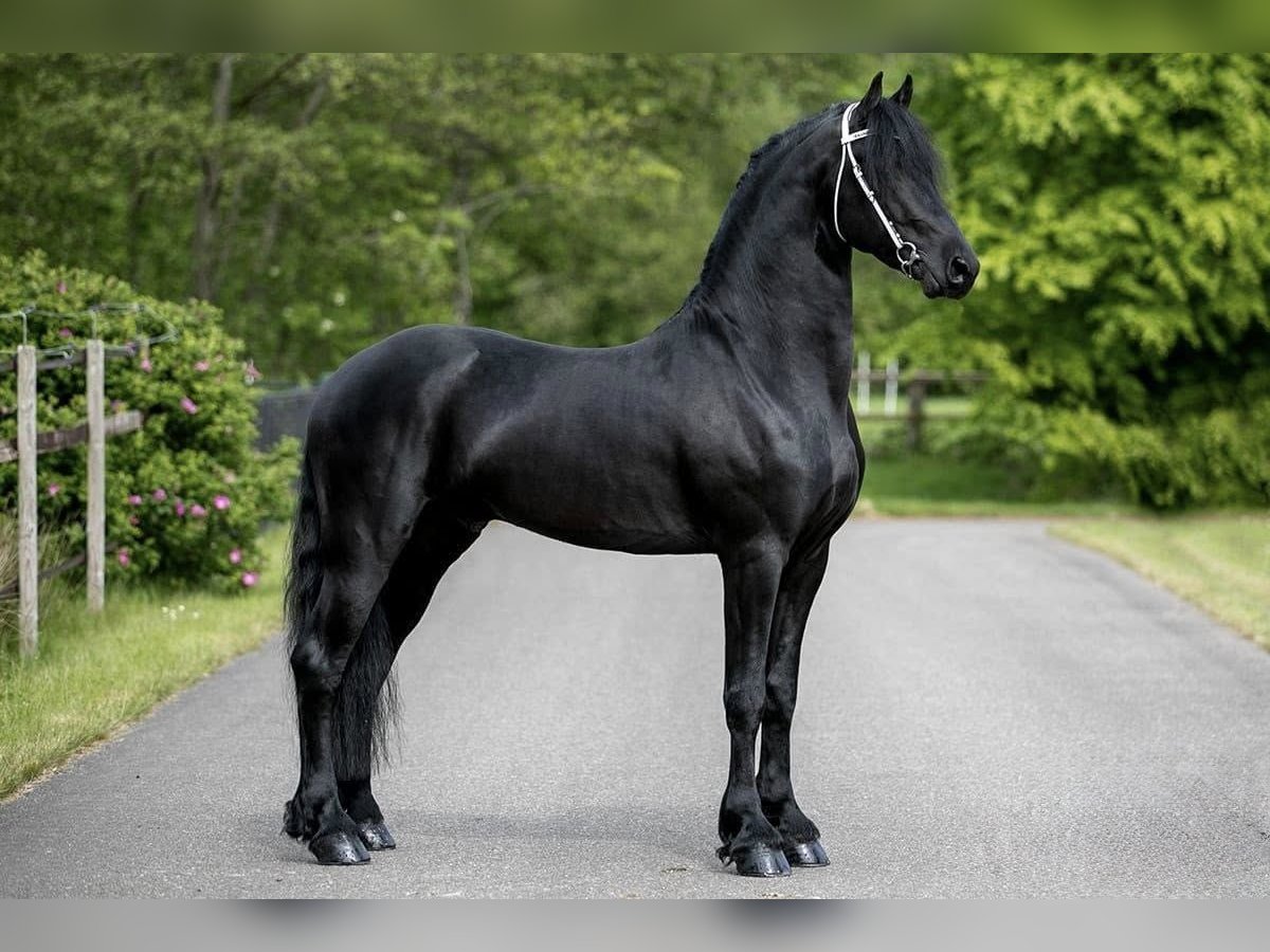 Frison Étalon 7 Ans Bai brun in Petersdorf