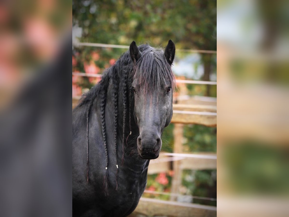 Frison Étalon Noir in Scheibenberg